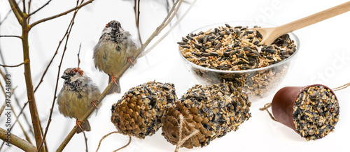 making feeders for birds from seeds and fat and sparows on a branch photo