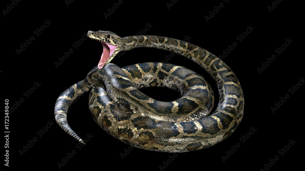Fototapeta premium 3d Boa Constrictor The World's Biggest Venomous Snake Isolated on Black Background, 3d Illustration, 3d Rendering