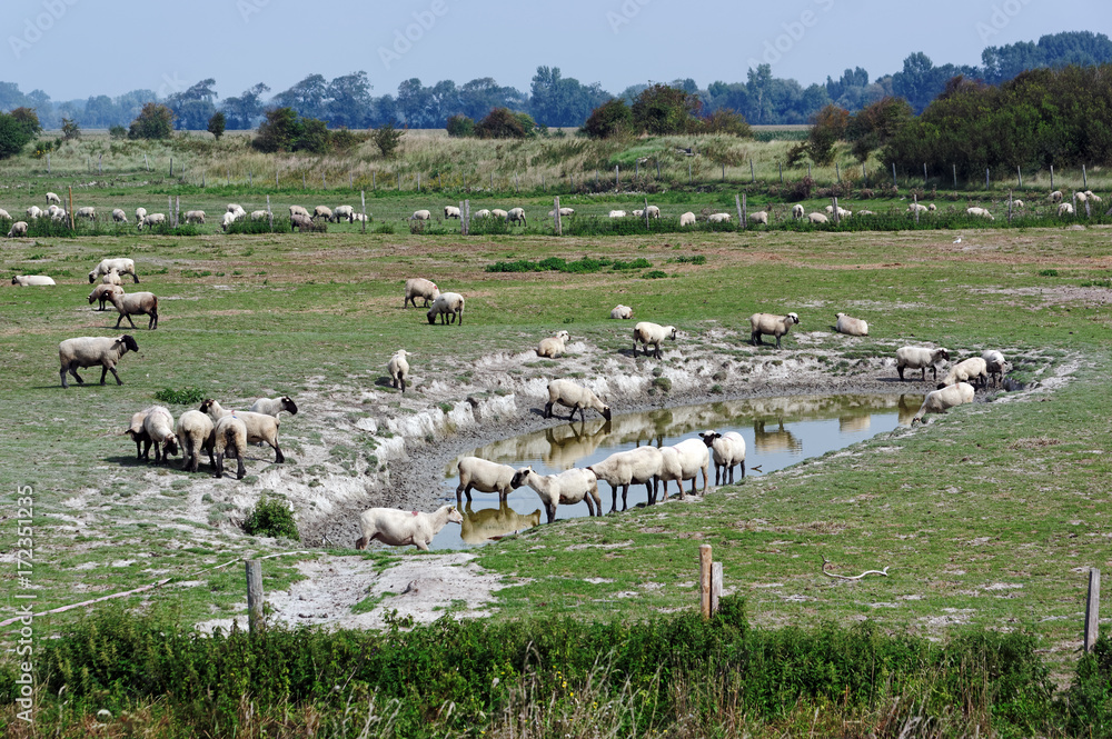 Fototapeta premium Moutons de pré salé dans la baie de Somme