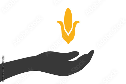 Hand hält Maiskolben