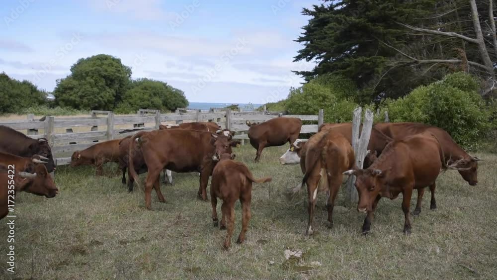 Grupo de vacas Grupo de vacas