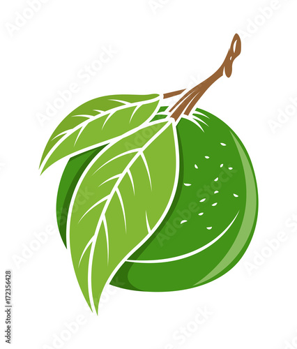 Guava - clip-art vector illustration