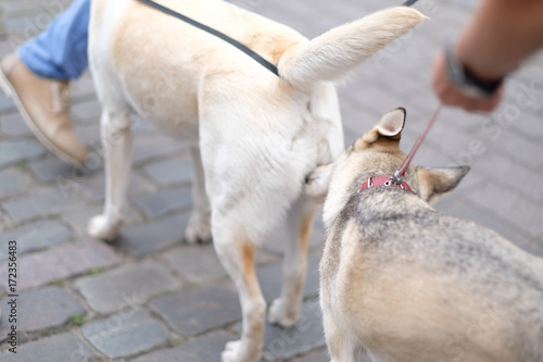 Pets get acquainted on a city street on a walk with the owners © Anna Jurkovska