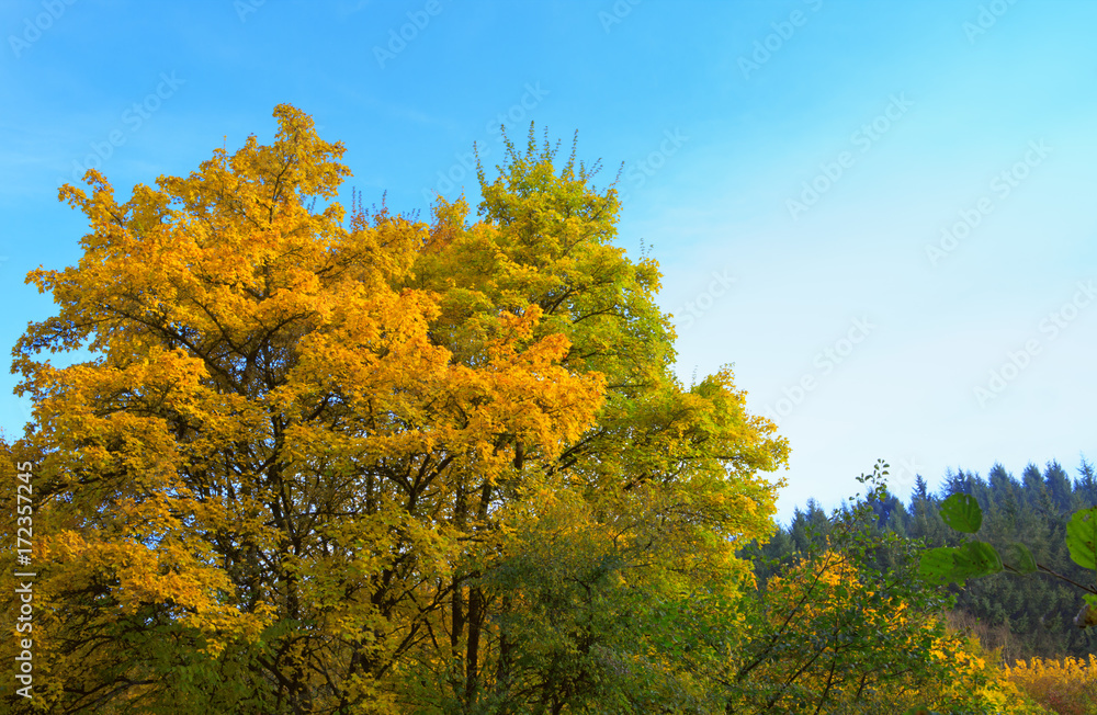 Autumn background with yellow trees and sky. Autumn background with yellow trees and sky.