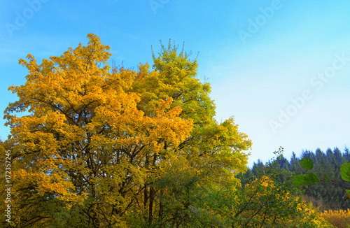 Autumn background with yellow trees and sky.