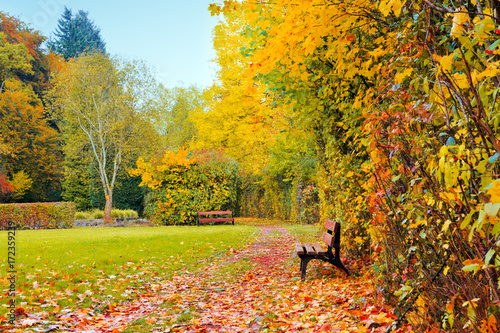 Colorful autumn park in sunny day and wood bench. photo