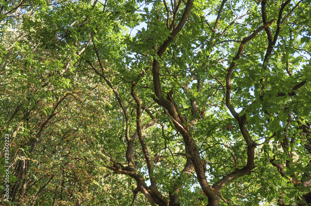 Fototapeta premium Green fprest with leaf up view outdoor park