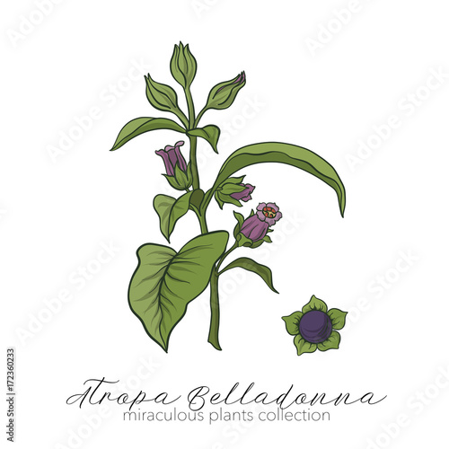 Belladonna plant set. Colored stock vector illustration.