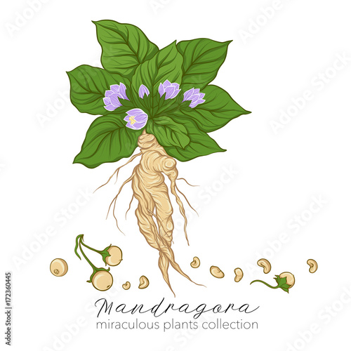 Mandragora plant. Colored stock vector illustration.