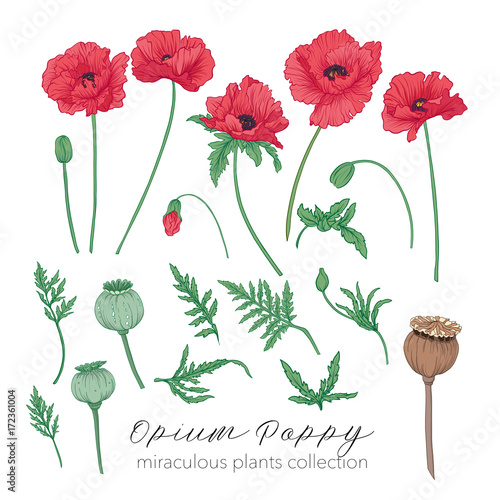 Opium poppy plant set. Colored stock vector illustration. photo