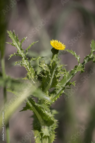 dientes de león