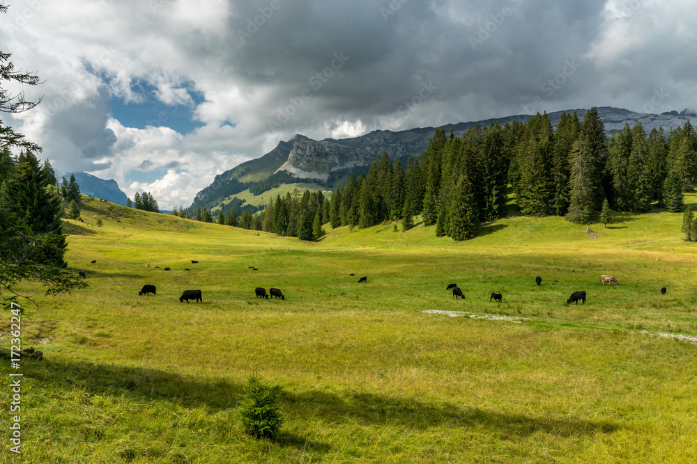 Kuh Herde auf Alp im Entlebuch