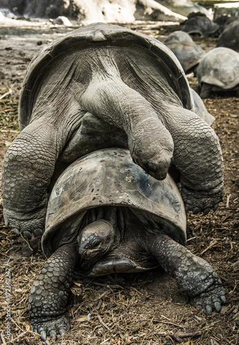 Tortoises mating photo