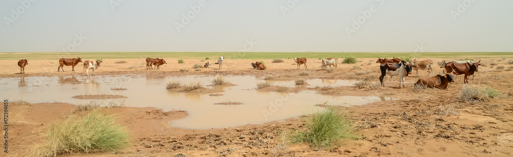 Mauritanian cattle with bulls and cows in the Sahara desert at waterhole, Mauritania, North Africa