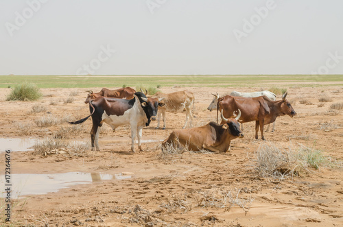 Fototapeta Naklejka Na Ścianę i Meble -  Mauritanian cattle with bulls and cows in the Sahara desert at waterhole, Mauritania, North Africa