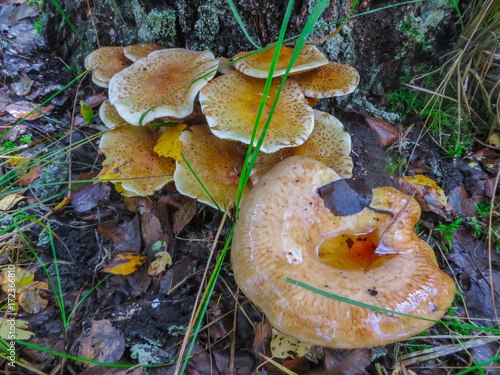 a lot of mushrooms in the autumn forest. photo