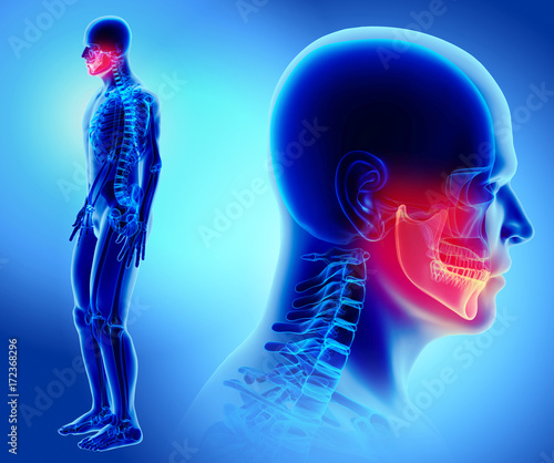 Tablou pe pânză 3D illustration of Mandible, medical concept.