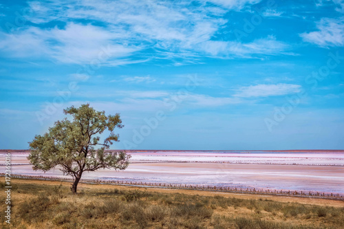 Pink salt lake coastline landscape – dry grass, tree,  salt crust surface with brine puddles and blue sky photo