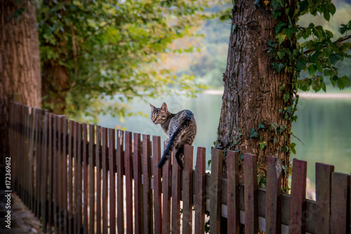 Domestic cat walking on wooden fence
