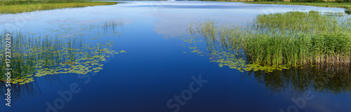 Panoramic view of the smooth surface of the lake with vegetation © olgapkurguzova