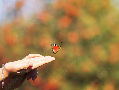 beautiful butterfly flew into the sky to meet the sunlight with his hands gir...