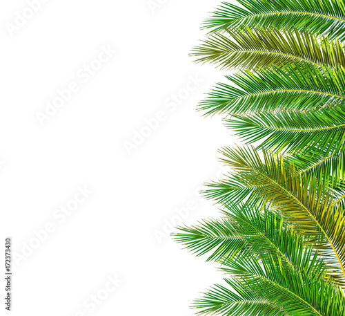 Green Palm tree isolated on white background © bennian_1
