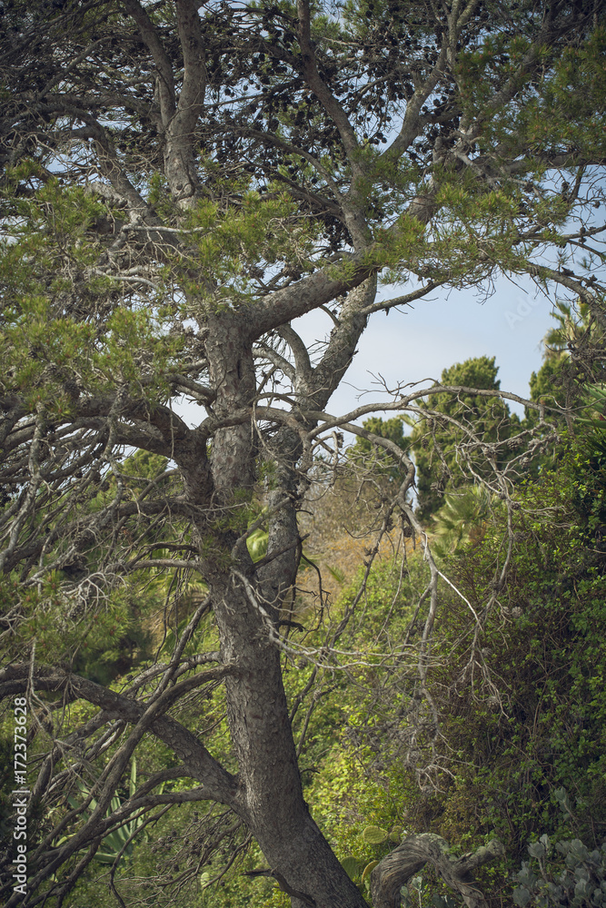 Fototapeta premium Bosque botánico