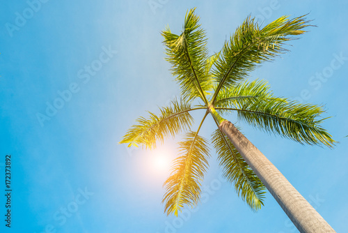 nice palm tree in the blue sunny sky and sun