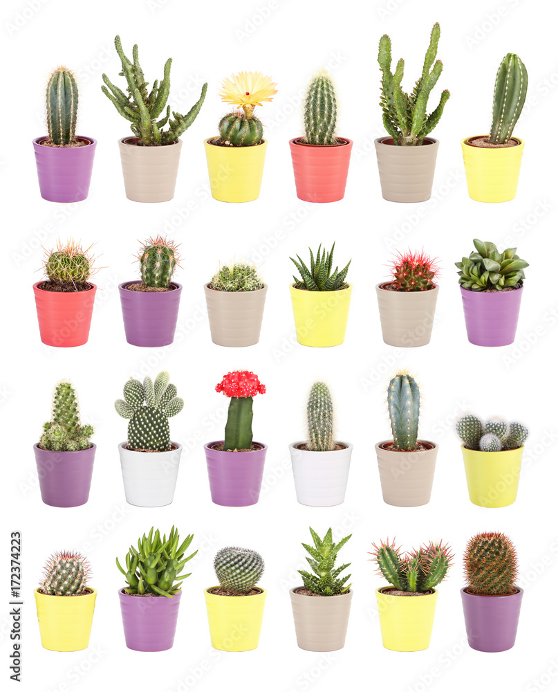 Cactus collection isolated on white background. Aloe and other succulents in colorful ceramic pots Cactus collection isolated on white background. Aloe and other succulents in colorful ceramic pots