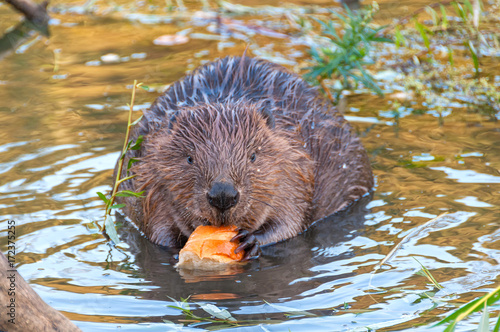 Female beaver sits full face in water near riverside and nibbles branch. Moscow, Russia.
