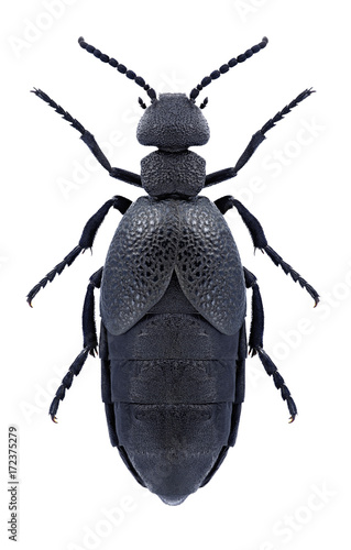 Beetle Meloe cicatricosus on a white background