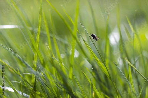 a fly on a green grass © Mira Drozdowski