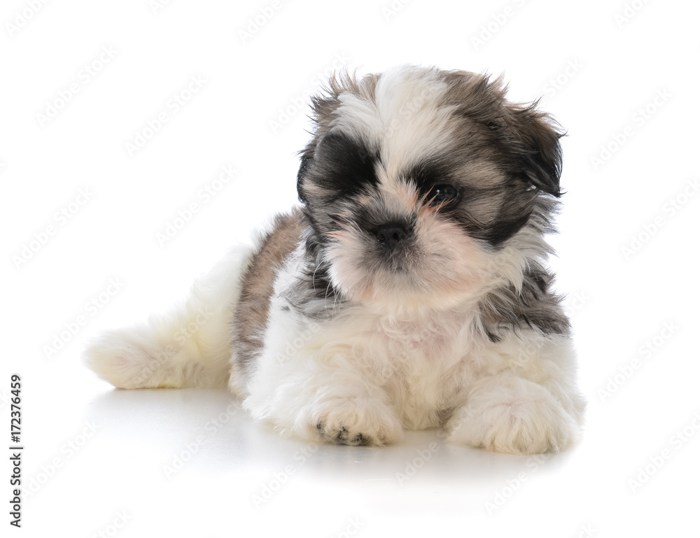 cute male shih tzu puppy sitting cute male shih tzu puppy sitting