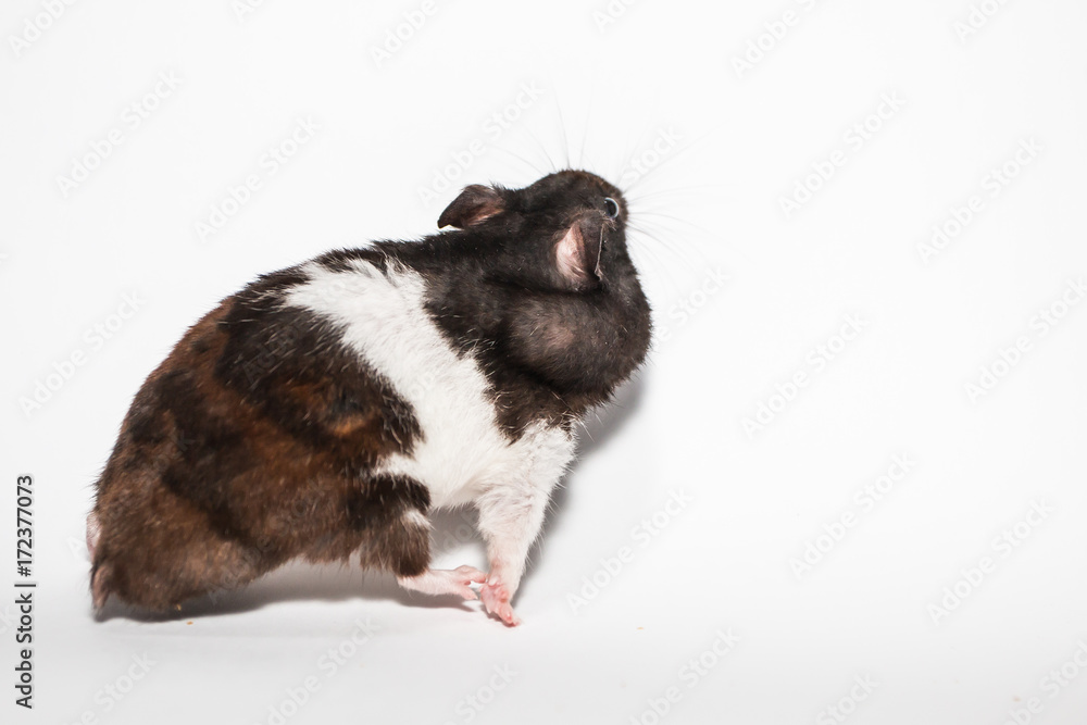 Black syrian hamster, studio with white background, funny pose Stock Photo  | Adobe Stock