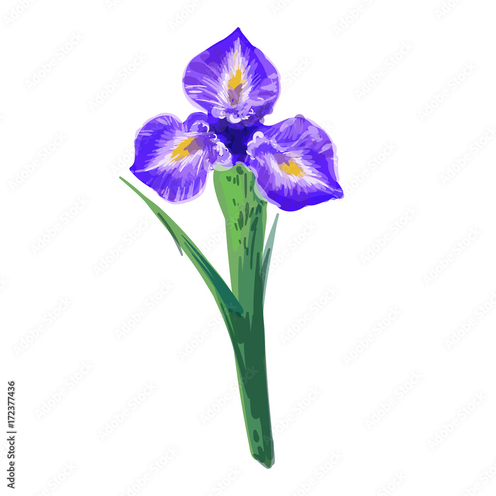 Vintage beautiful iris vector hand drawing isolated on white background