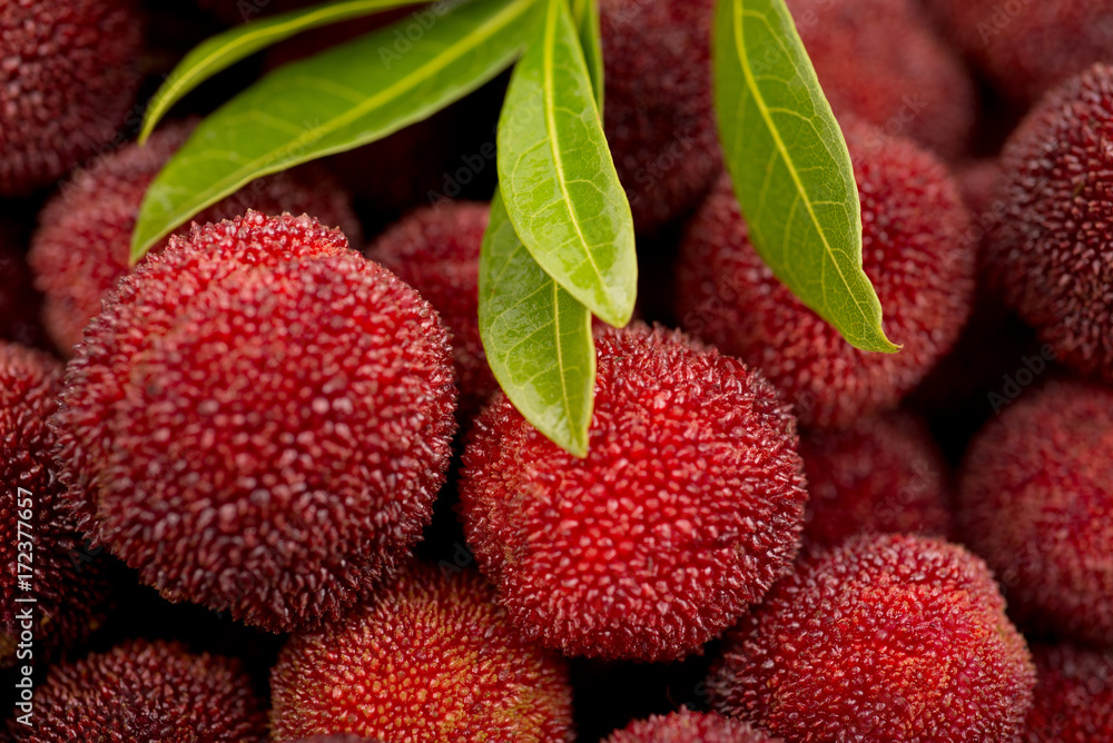 red bayberry red bayberry