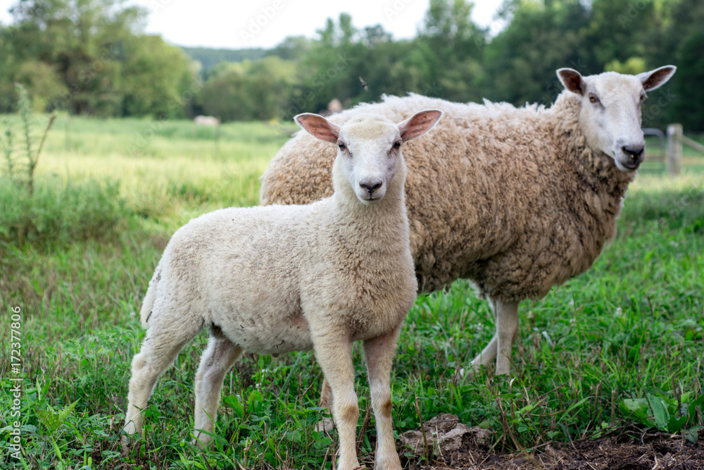 Baby lamb with mother sheep - BFL (Blueface Leister) Baby lamb with mother sheep - BFL (Blueface Leister)