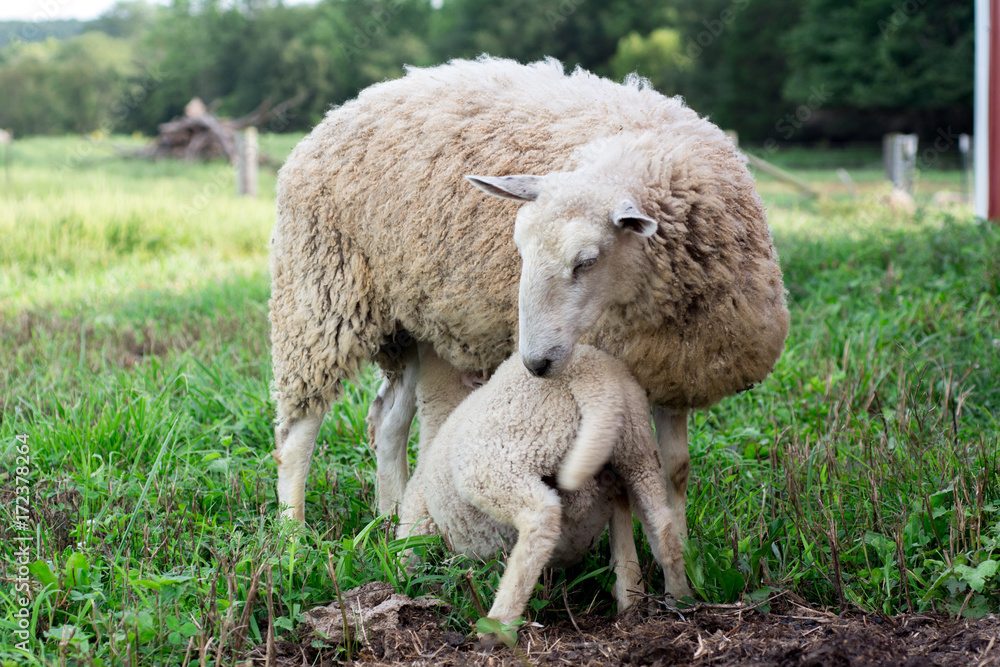 Baby lamb nursing - BFL (Blueface Leister) Baby lamb nursing - BFL (Blueface Leister)
