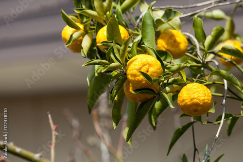 Bergamot on the Tree