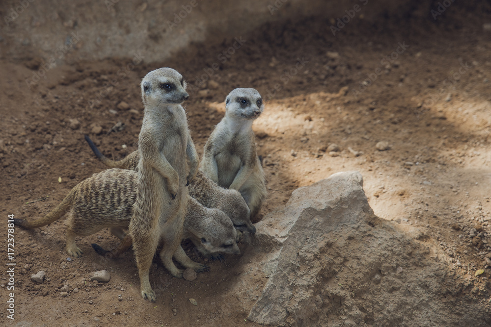 Fototapeta premium suricata, perro de las praderas