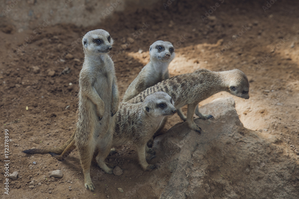 suricata, perro de las praderas suricata, perro de las praderas