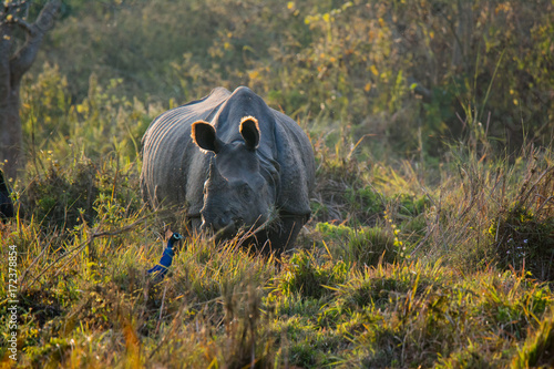 Rhino at Chitwan National Park in Nepal