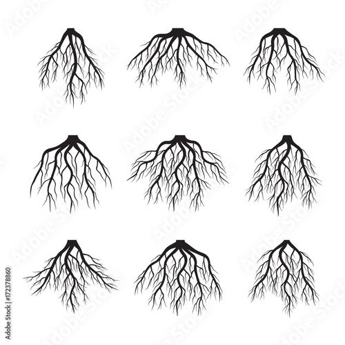 Set of Black Roots. Vector Illustration.