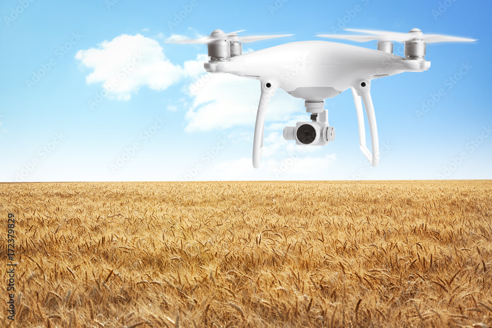 Beautiful wheat field Beautiful wheat field