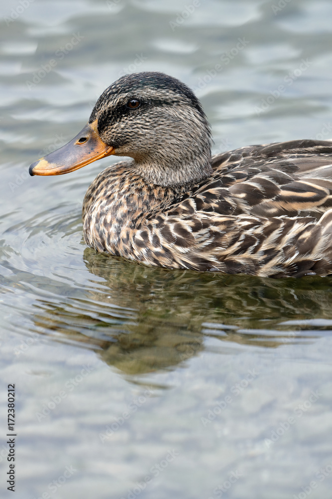 a mallard (duck) swimming in the mountain lake a mallard (duck) swimming in the mountain lake