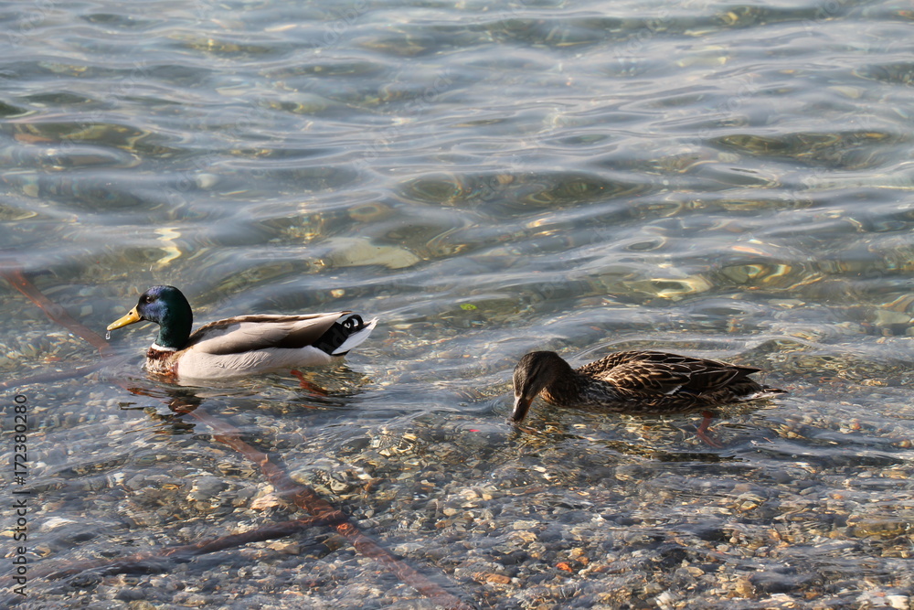 Naklejka premium Anatre lago di Como