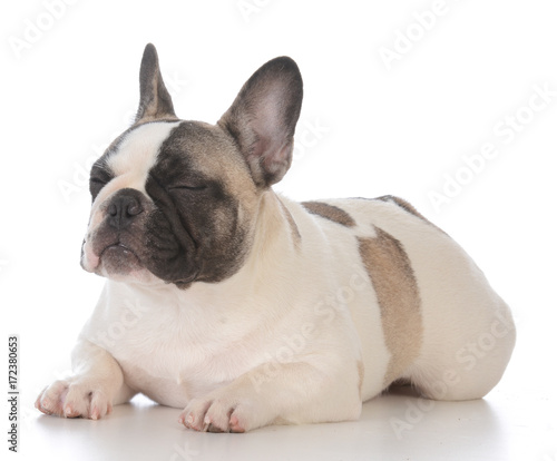 female french bulldog puppy