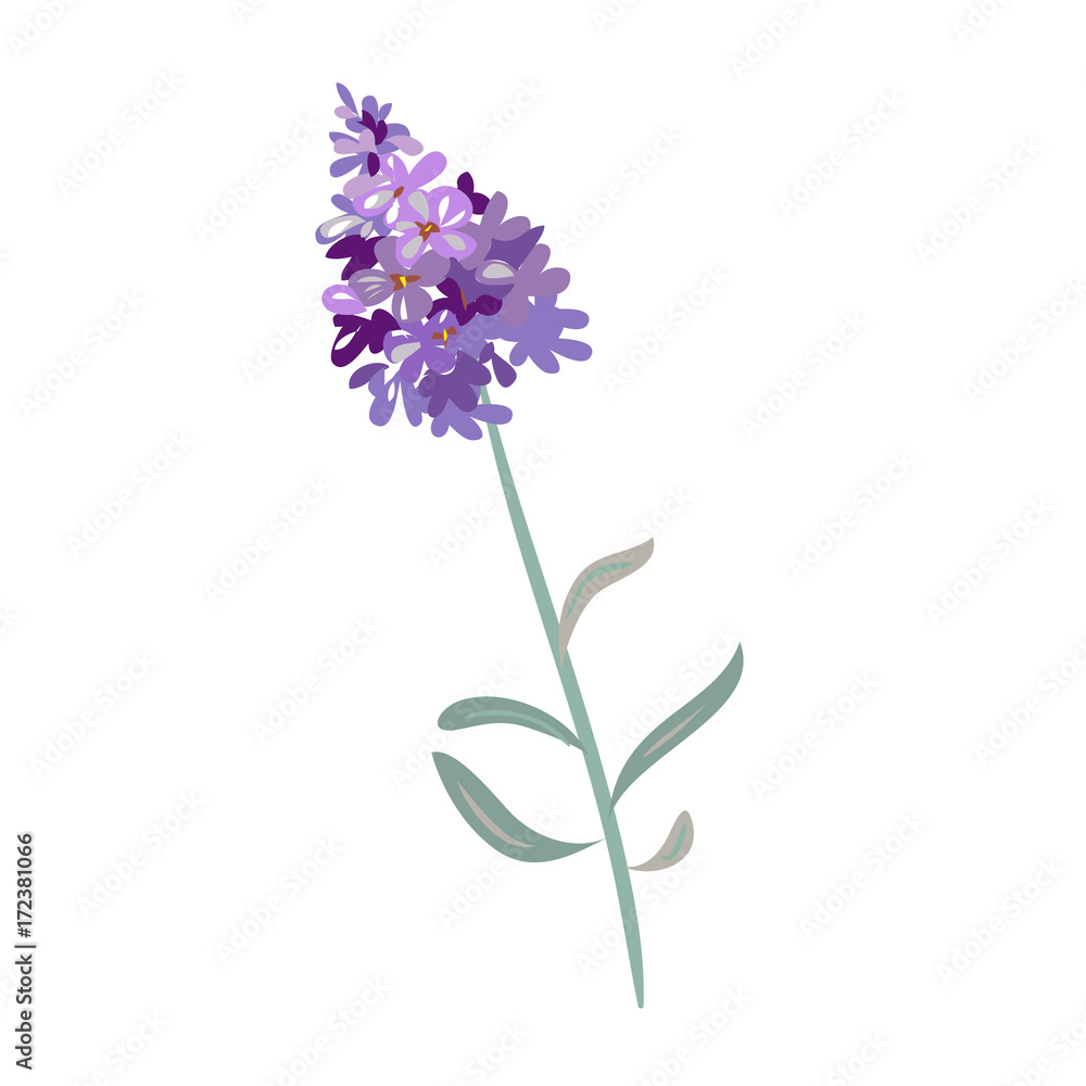 Fototapeta premium lavender flowers on a white background.