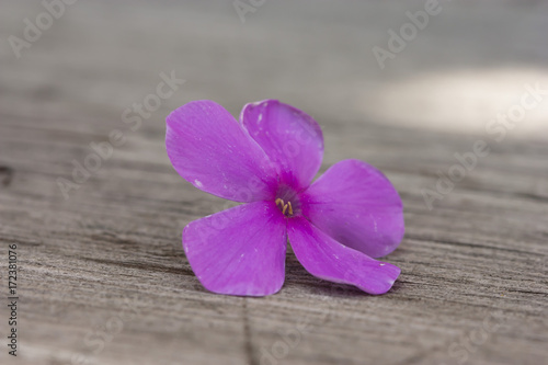Phlox flower on a bench