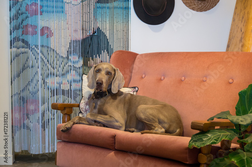 Canvas Print Weimaraner dog lying on a velour couch.